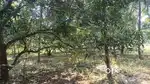 50 cent land for sale at Manisseri,Vaniyamkulam 2,Ottappalam