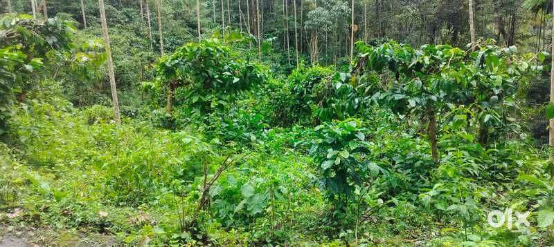 53 Cent Scenic Land for Sale in Chundel Wayanad-Misty Climate