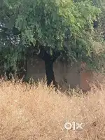 Luxury plot