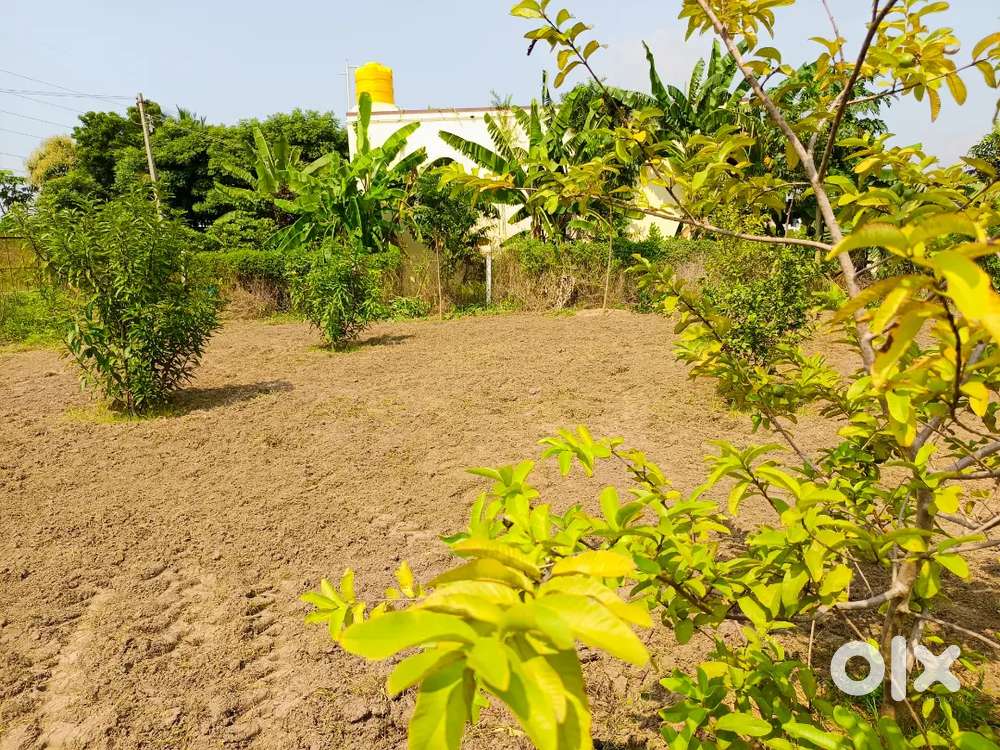 NEXT TO THIRUVALLUR - IN THIRUVANGADU - 4 GROUNDS MANGO FARM EB/BORE.