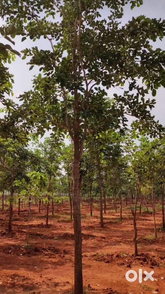 25cents Agriculture land for sale