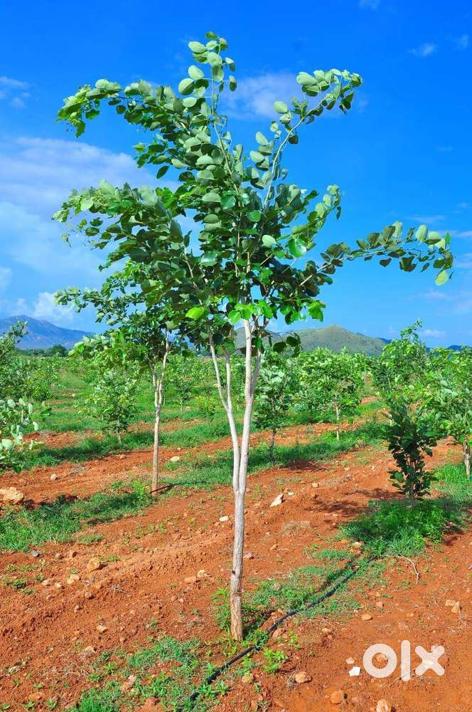 ₹10 లక్షలు పెట్టుబడి → ₹2.5 కోట్లు మించిన లాభం (పన్ను రహితం)