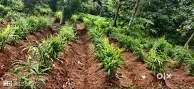 NEAR CHATHANNOOR S.N COLLEGE, KOLLAM - 157 CENTS LAND