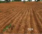 1 Acre agricultural land for sale with Nakashe Road approach