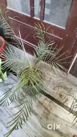Live plants