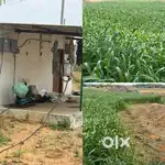Agriculture land / agricultural land