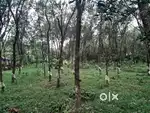 Plantation for sale