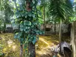 Urgent sale! 18 ,13 cent plot for sale near Mayyanadu H.S.S.