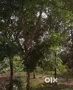 18 cent plot for sale 3.25lakh per cnt (slightly negotiable)
