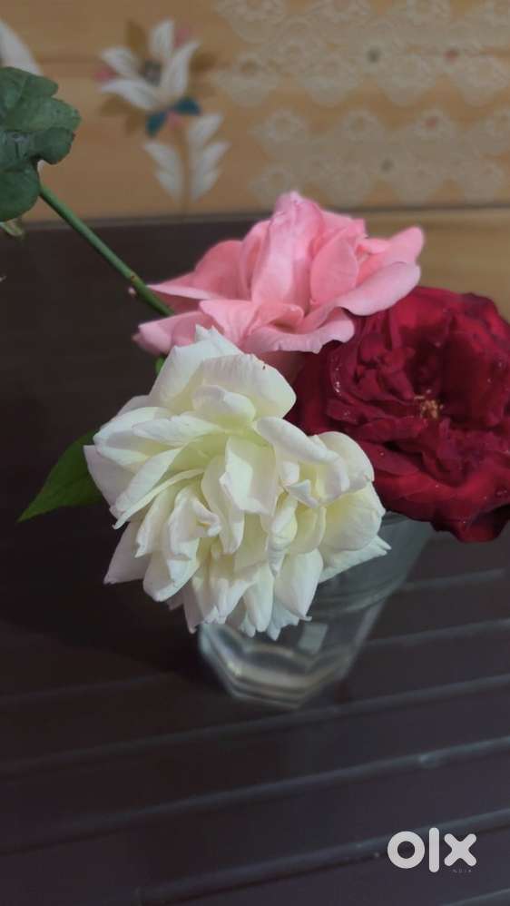 Counselling-Healthcare-Motivation-Mentorship-Psychologist