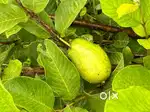 guava bagicha for sale