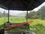Mudigere, Chikkamgaluru - Land Area: 6 acres  Plantation