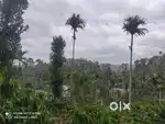 58-Cent Scenic Plot in Vaduvanchal, Wayanad