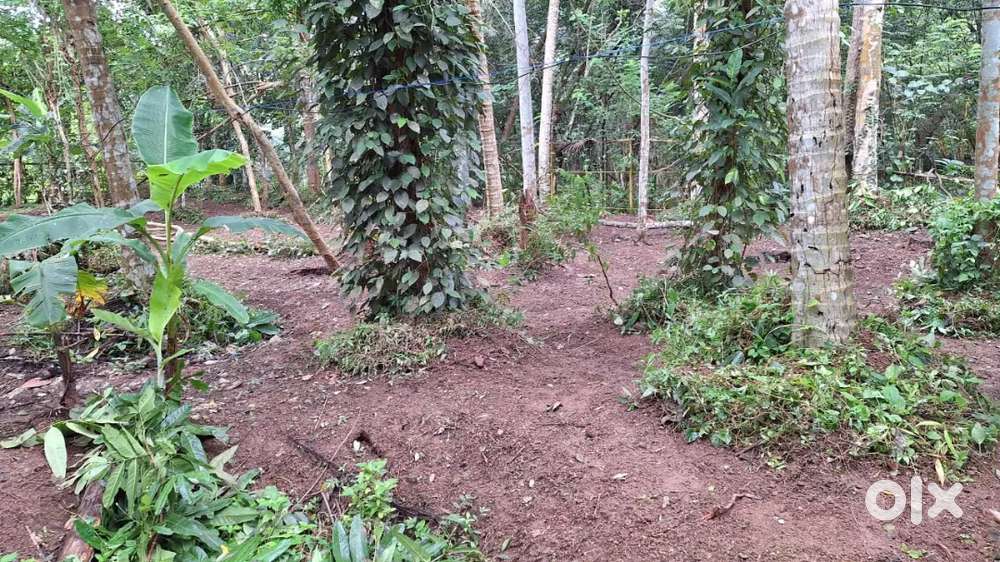 10/15 cent സ്ഥലം വിൽപ്പനക്ക്.(Total : 45 cent )