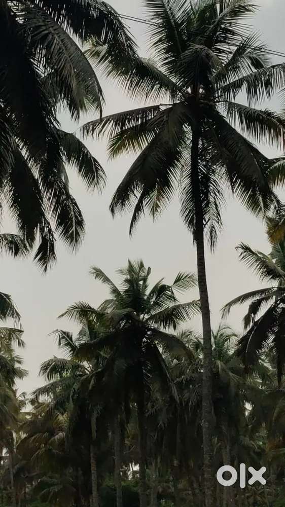 Low purged coconut property sales