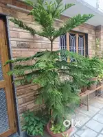 Christmas tree/7 feet/