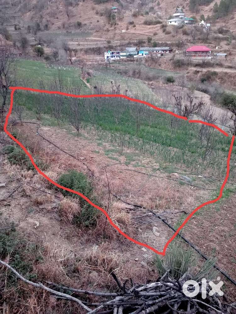 4 bigha land near theog