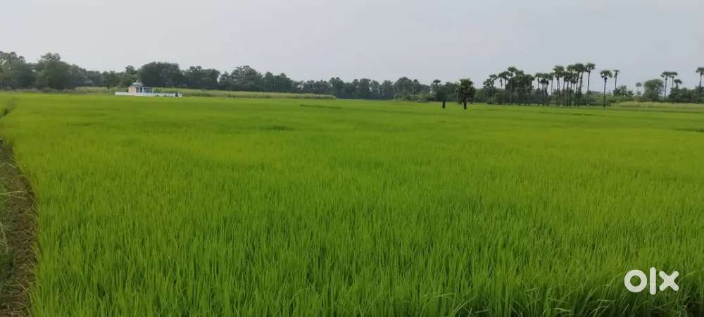 Residential land and Crop land for sale