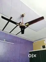 New fan orient two fan
