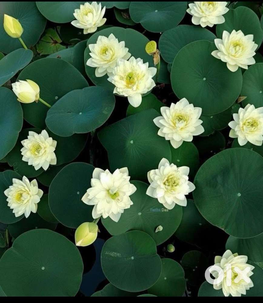 Independent house for rent