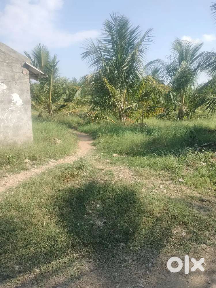 Angel set Koli farms