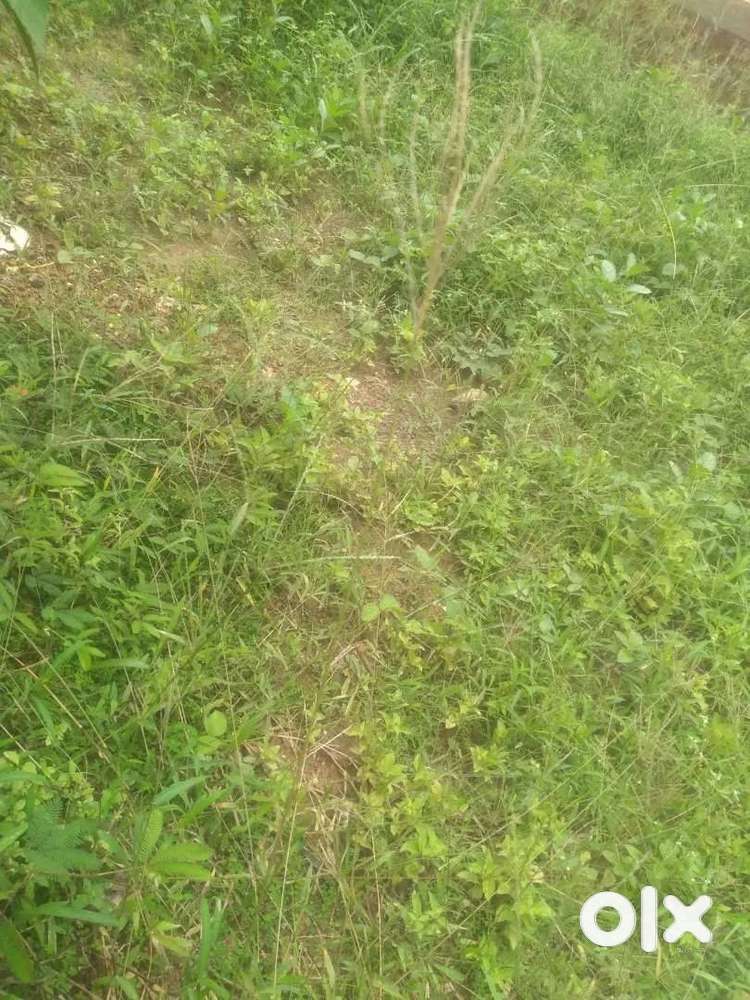 Square house plot around 10cents  Puliyoor