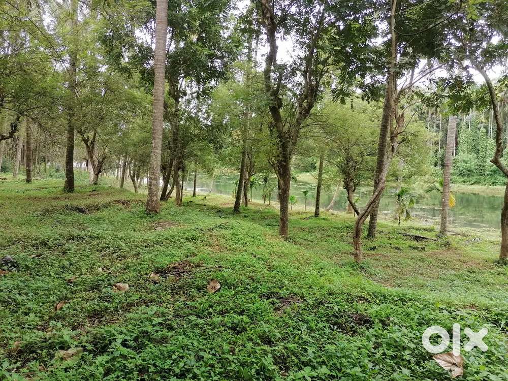 140 സെൻ്റ് തെങ്ങും പറമ്പ് വിൽപനക്ക്