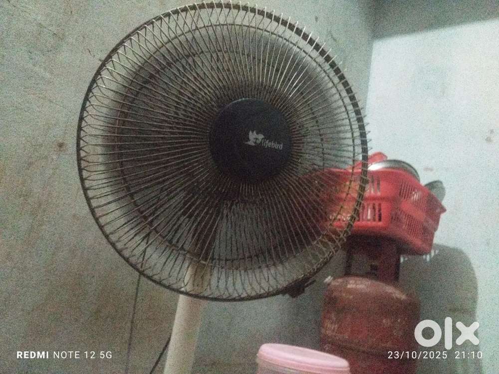 One year old fan