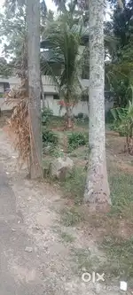 House plot 10.500 cent for sale pullanimukku venganoor Trivandrum