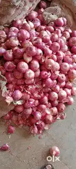 7 Rs KG / 50 KG ka Katta aayega