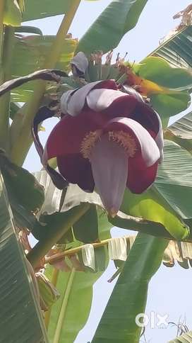Garden hobby favorite fresh harvest of MOCHA (banana flower)