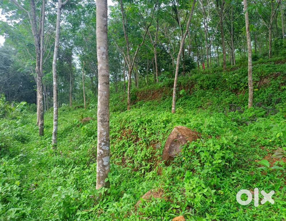 2 acre റബ്ബർ തോട്ടം വില്പനക്ക്