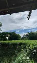 6 bigha land at Tarphat-Borphukonkhat