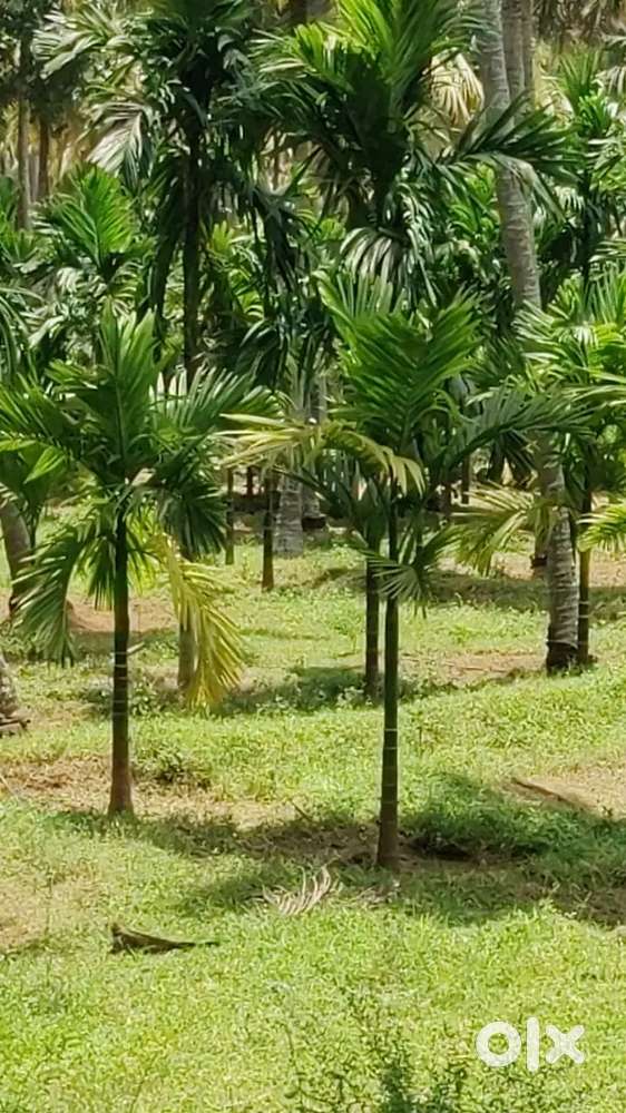Pollachi to palakkad road nearly land
