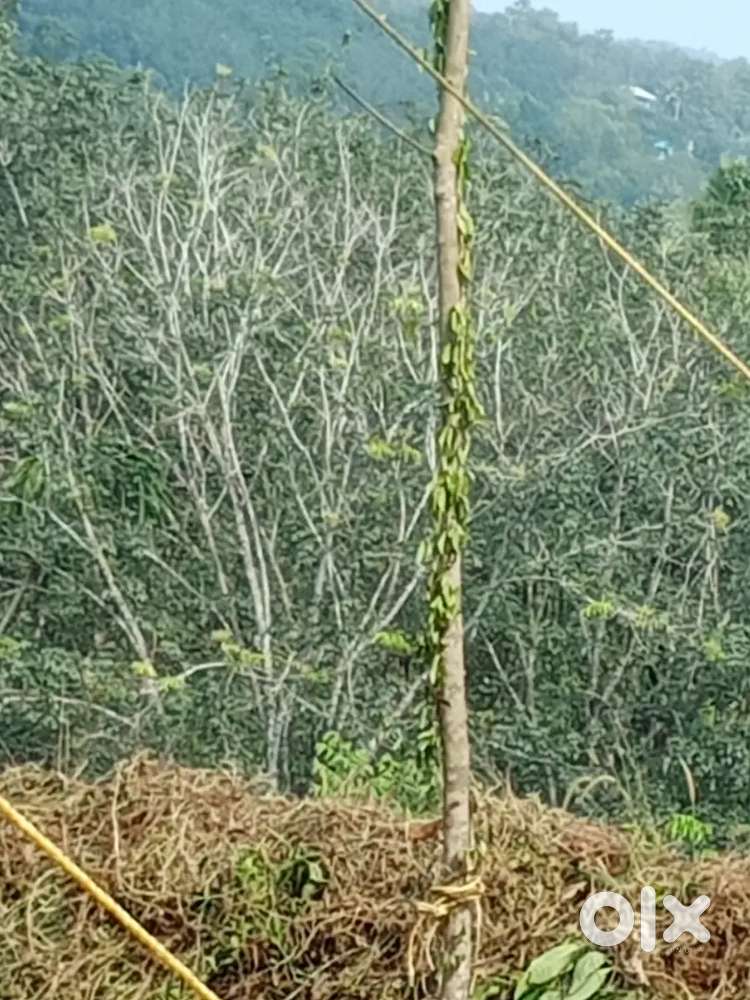 നന്ദിയോട്, പേരയം, പൊടികലാം