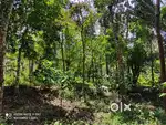 1 Acre Riverside & Forest-Side Plot in Nadavayal Wayanad
