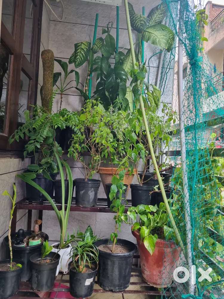 Plant Stand