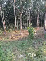 റബ്ബർ മരങ്ങൾ എടുക്കപ്പെടും