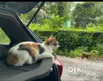 Pet Sitter