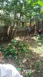 8 cent jouse plot