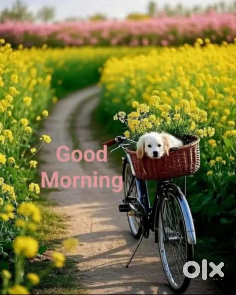 Sales Girl for Super Market