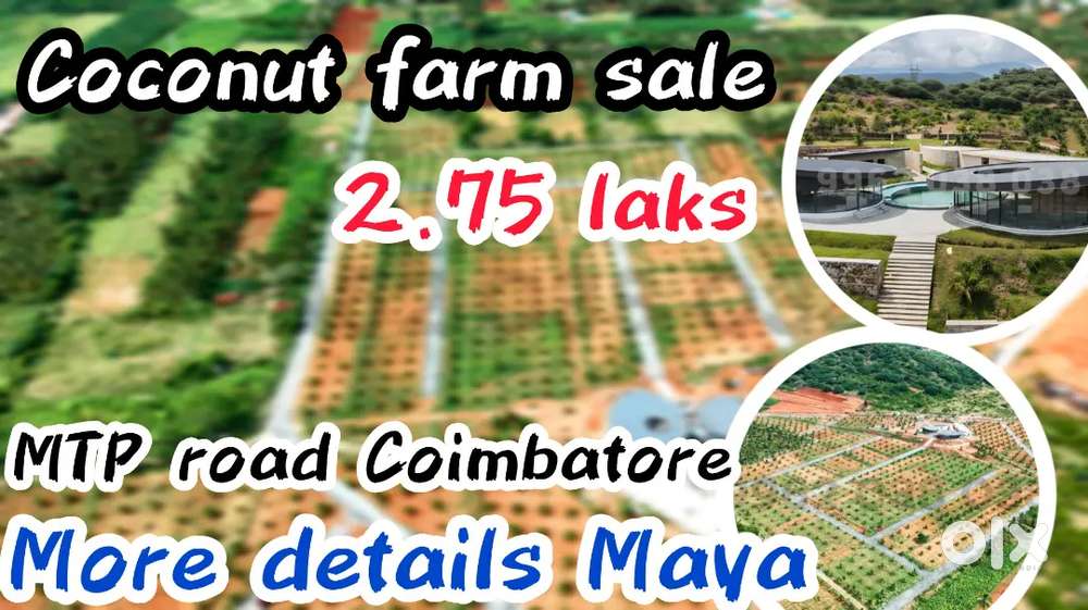 Coconut farm plot sale