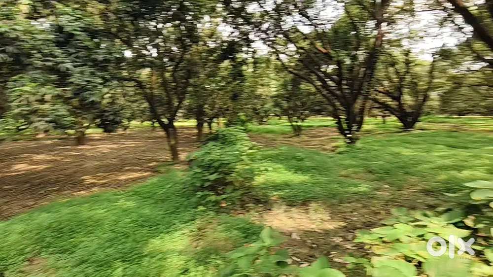 रोड से जुड़े हुए सबसे बेहतरीन जमीन खरीदे आम के बाग के साथ मे