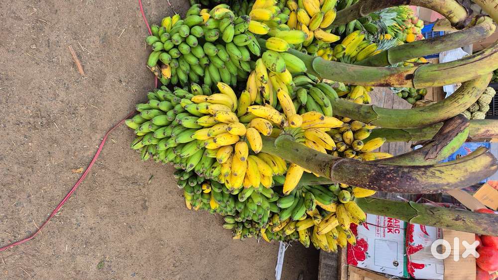 Spacious 2 bhk and 1 bhk available for rent