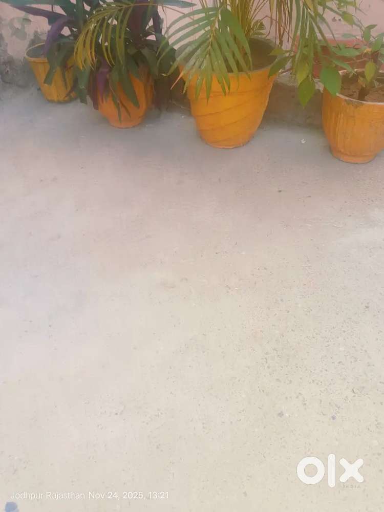 Nandra khurd palot for sael