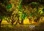 Plots for sale in the Mango Orchards in the premium farm land