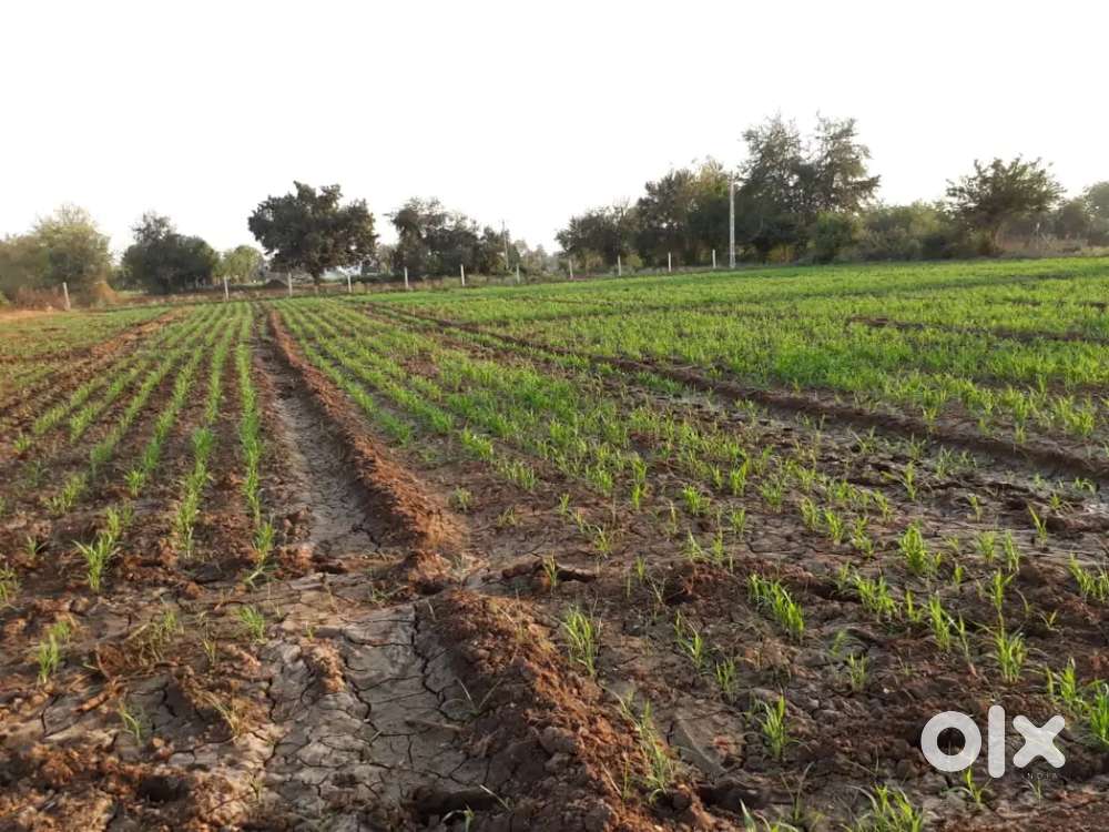 Vasad Agri farmland @ 125 /sq.ft