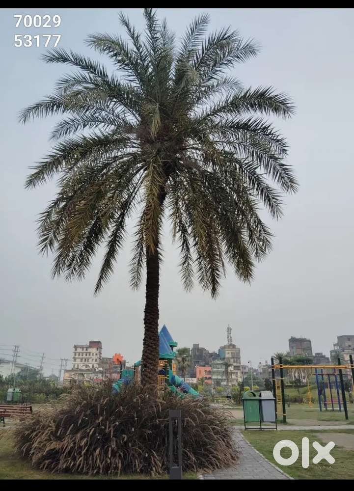 Sahnagar Masjid hatigaon