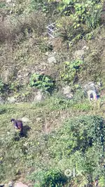 40 by 40 roadside plot near Khel Gaon, Resithang, Gangtok