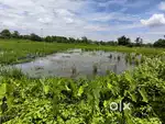 3 Katha myadi patta land sale, near dekargaon railway station